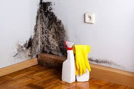 Reliable Silsbee, TX Mold Inspection Solutions